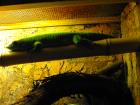 1 0 Phelsuma Grandis Madagaskar Taggecko adult